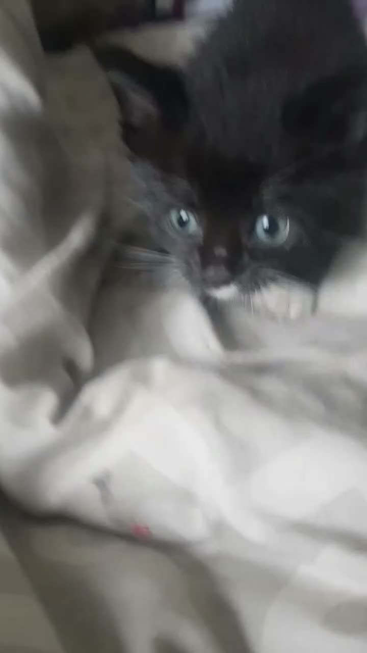 Mixed Breed cats for sale:  *2 LEFT* Beautiful Mixed Kittens For Sale 🐈‍⬛🐈 - Video 1