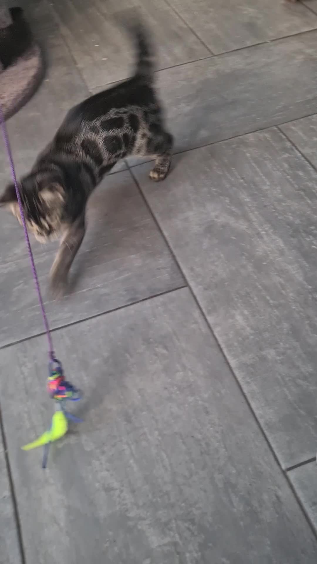 Bengal cats for sale: Stunning charcoal little girl - Video 1