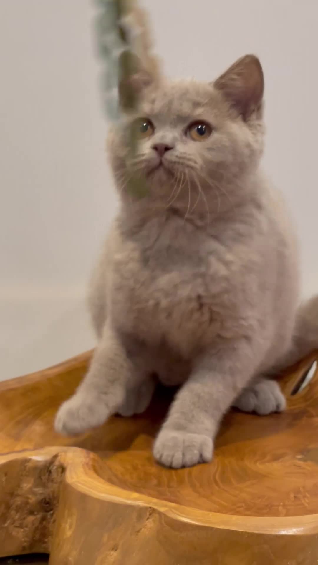 Brazilian Shorthair cats for sale: GCCF BRITISH SHORTHAIR KITTENS READY TO LEAVE NOW  - Video 4