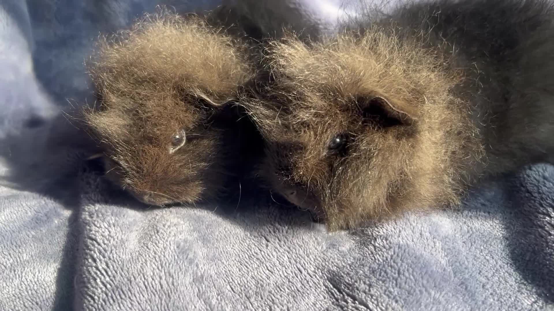Guinea Pig rodents for sale: Swiss baby Guinea pigs  - Video 1