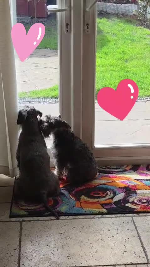 Miniature Schnauzer dogs for sale: Miniature Schnauzer Puppies – Salt & Pepper in Manchester - Video 4