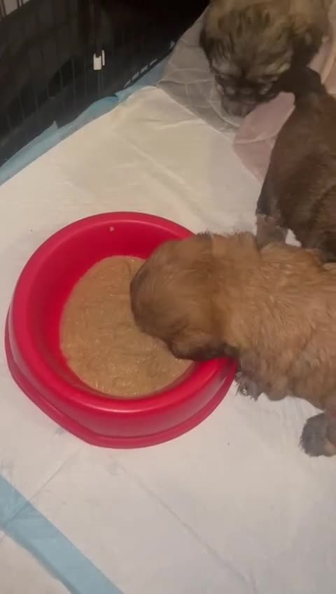 Shih Tzu dogs for sale: Stunning shih tzu puppies - Video 1