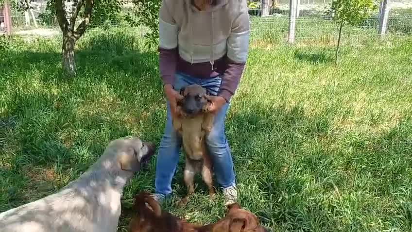 Mixed Breed dogs for adoption: BLUE, a Lovely Puppy Boy - for a Loving Home in Nottingham - Video 2