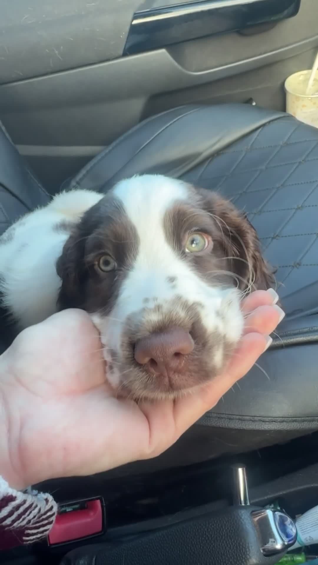 English Springer Spaniel dogs for sale: last baby looking for his forever home🥺😍 - Video 1