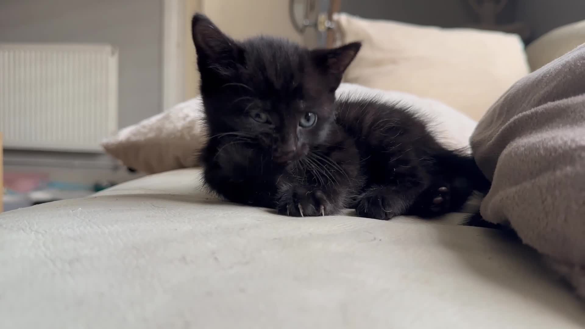 Mixed Breed cats for sale: Black and Blue/ Grey Domestic Short Hair Kittens in Harlow - Video 4