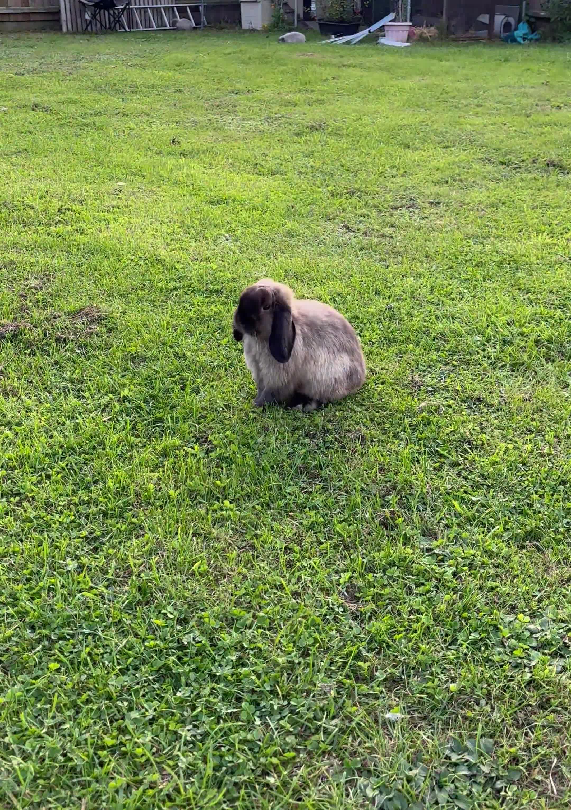 Mini Lop rabbits for sale: 3 male mini lop rabbits  - Video 1