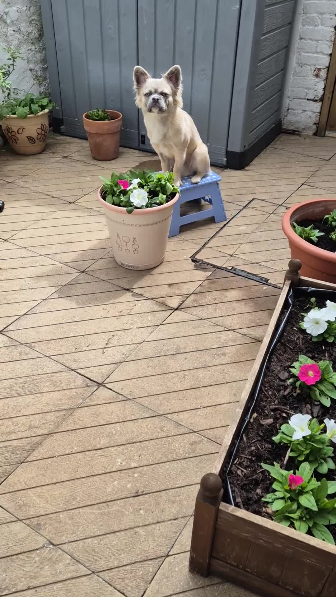 French Bulldog dogs for sale: Fluffy french bulldog - Video 2