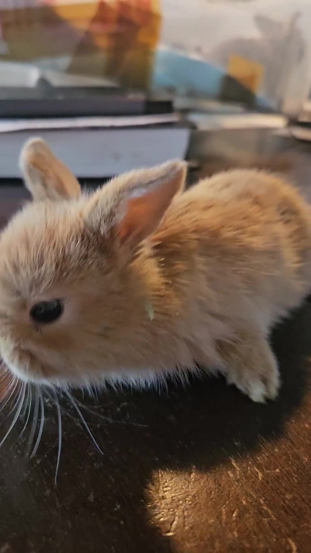 Mini Lop rabbits for sale: Baby Bunnies - very tame! in Malvern - Video 4