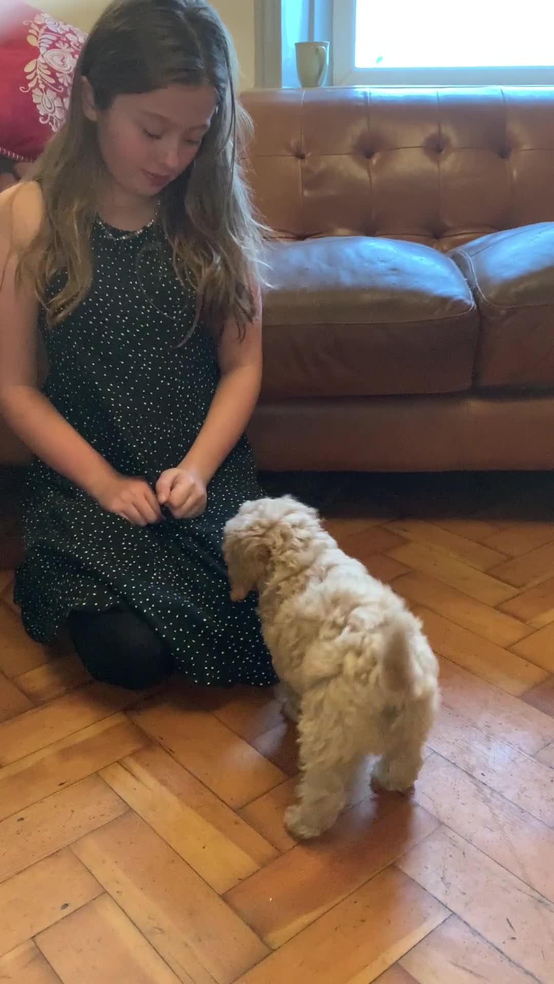 Cockapoo dogs for sale: Cute as Buttons! Cockapoo Puppies for Sale - Video 1