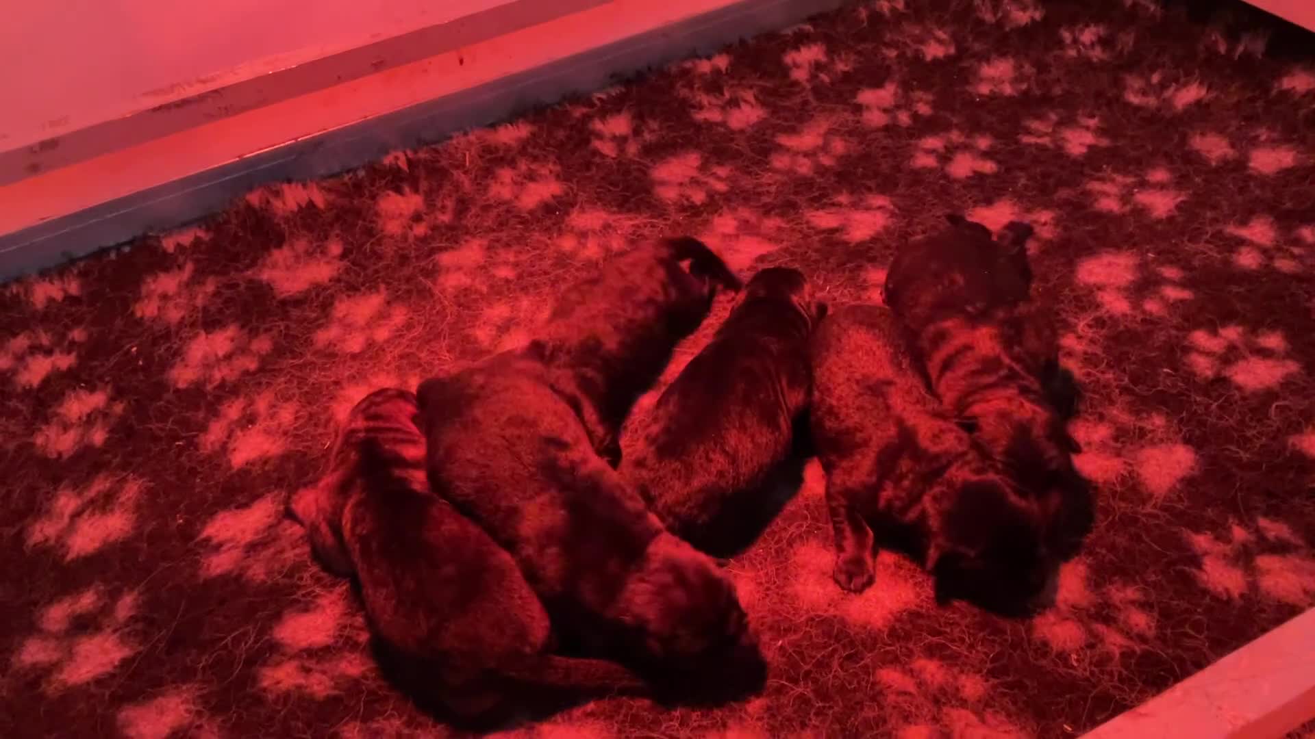 German Shepherd dogs for sale: Quality litter GSD @icepack kennels  - Video 1