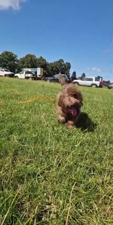 Cockapoo dogs for sale: Miniature Cockapoo - Video 1