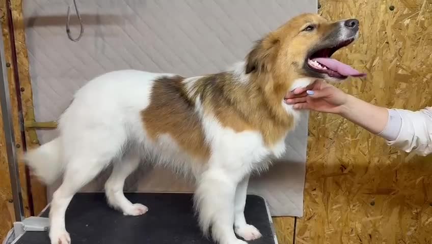 Border Collie dogs for adoption: Penny: The Puppy Left on the Roadside to Die - Video 1