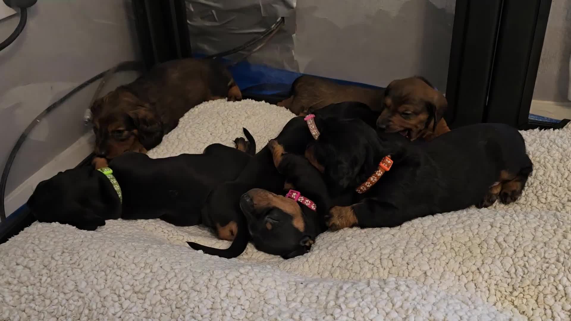 Dachshund dogs for sale: KC Standard Long Haired & Smooth Dachshund Puppies - Video 1