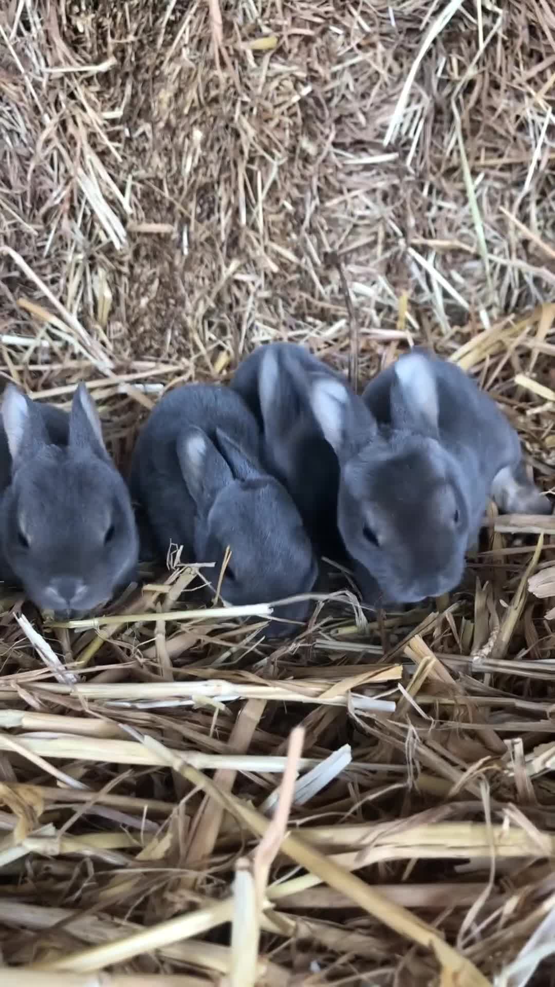 Rex rabbits for sale: Beautiful Purebred Velvet Mini Rex babies  - Video 1