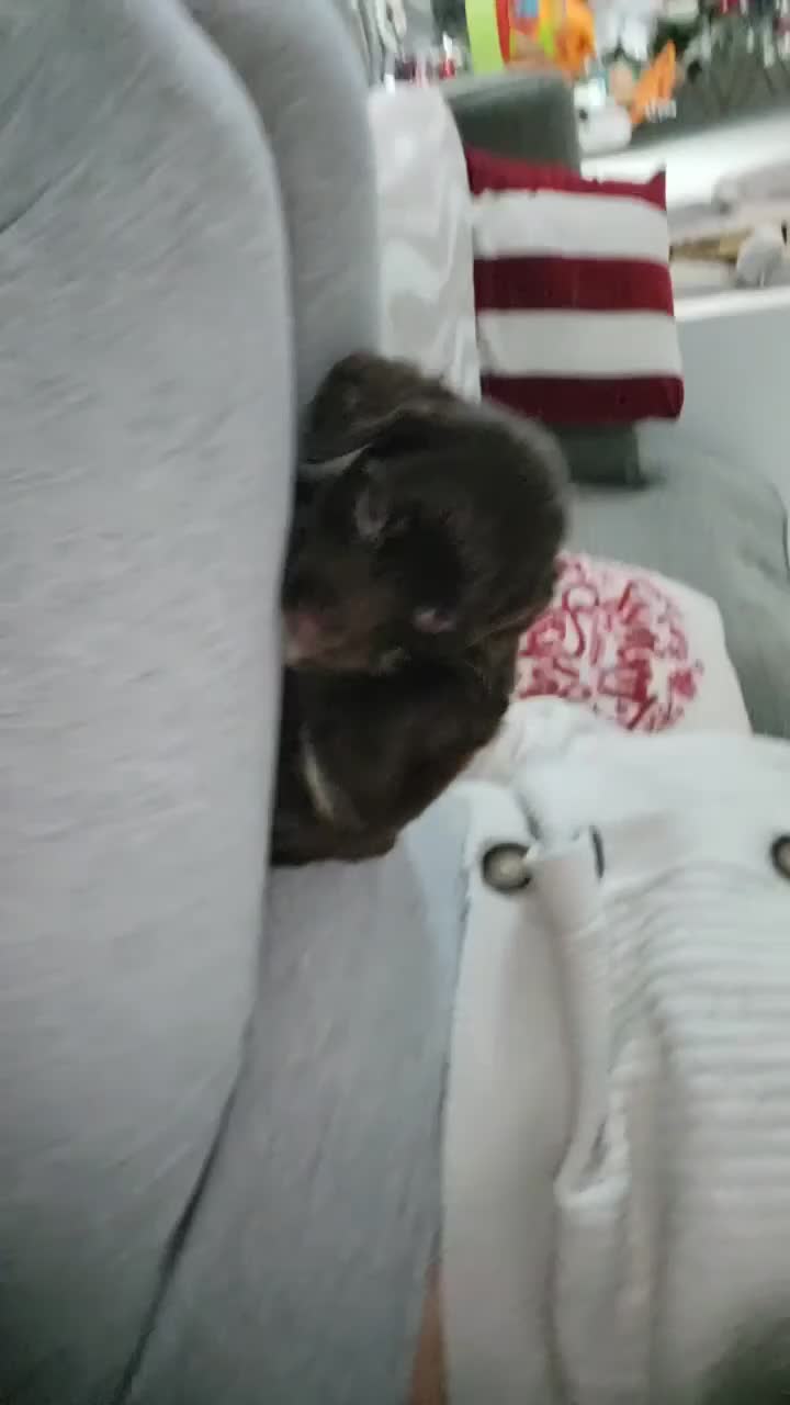 Cocker Spaniel dogs for sale: Cocker Spaniel Puppies🐕🐕 READY 30TH NOVEMBER 💙 - Video 2