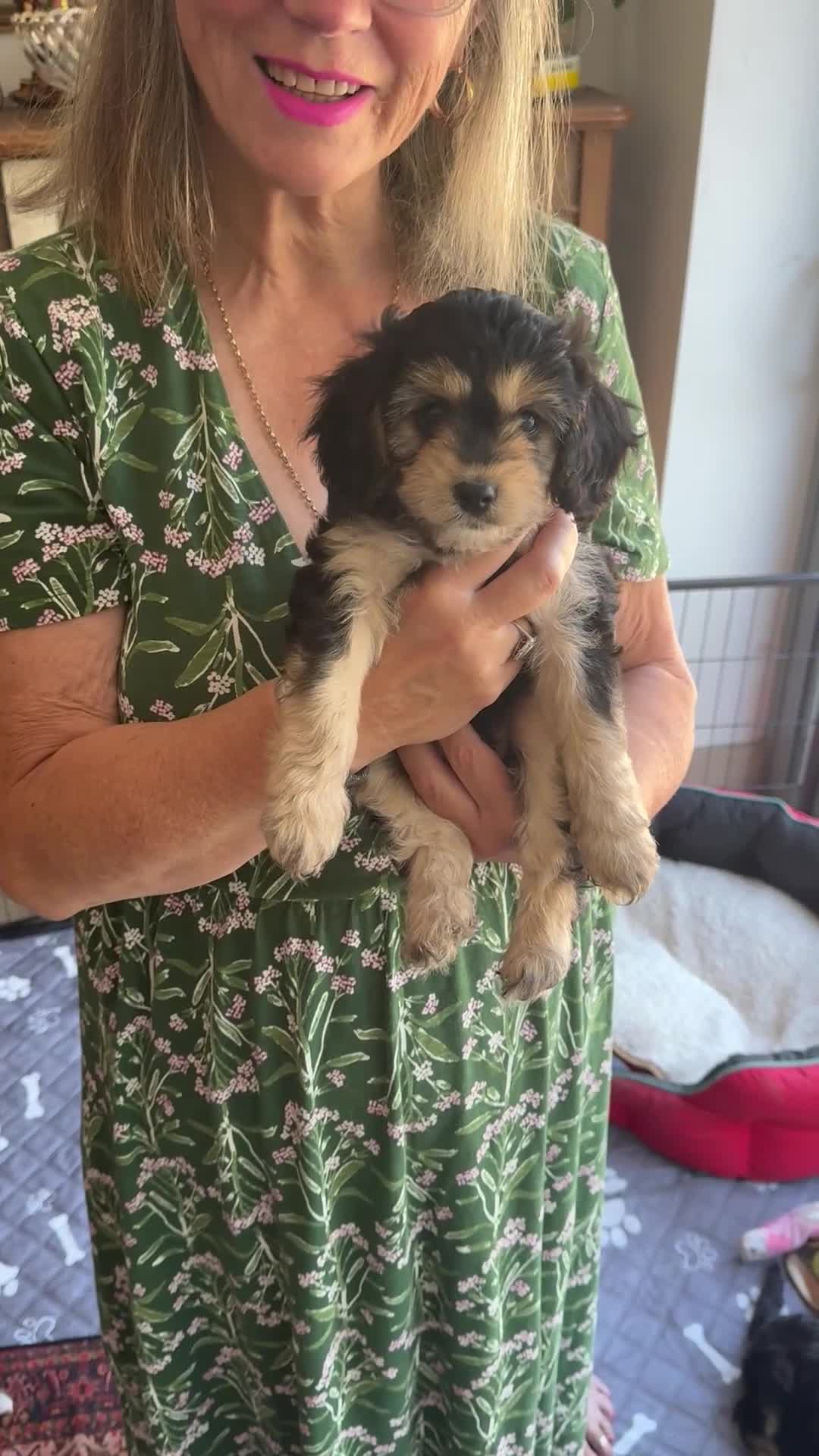 Mixed Breed dogs for sale: Absolutely Stunning Rare Phantom Cavapoo - Video 2