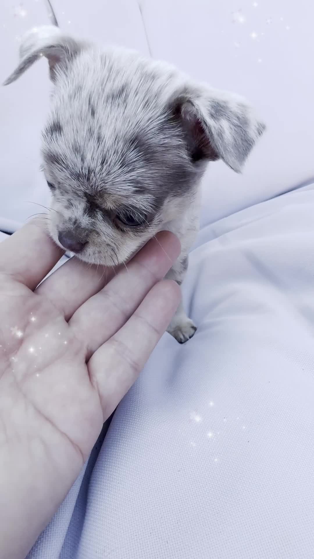 Chihuahua dogs for sale: Long coat KC reg girl READY NOW - Video 1