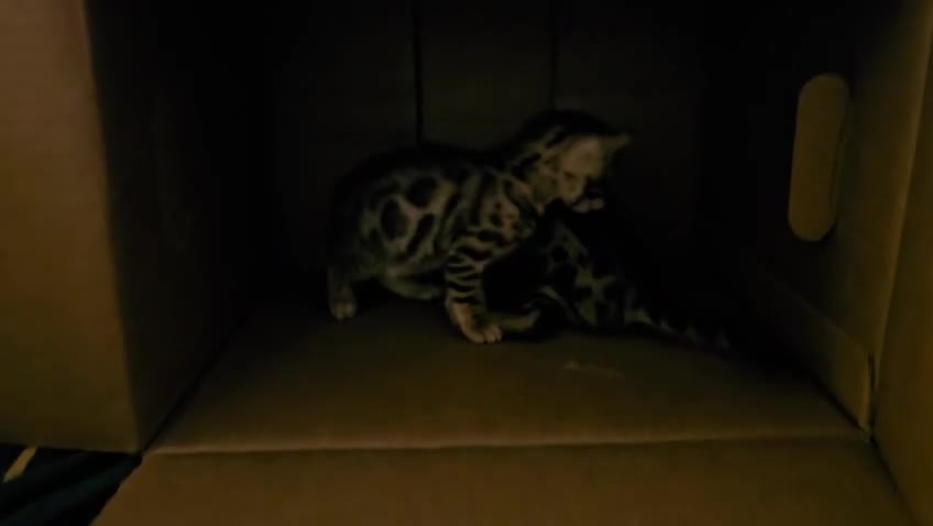 Bengal cats for sale: Cuddly charity donation show quality pay monthly - Video 1