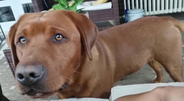 Labrador Retriever dogs for stud: Fox red Labrador stud dog very dark in Rotherham - Video 1