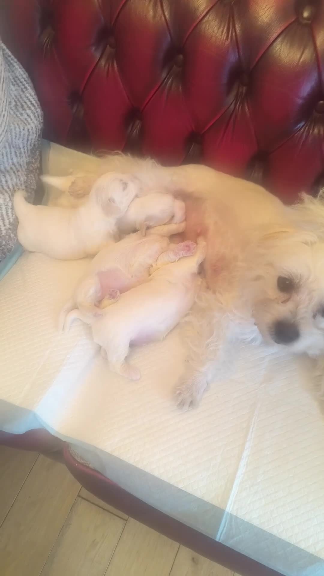 Maltese dogs for sale: 2 female Maltese puppies - Video 1