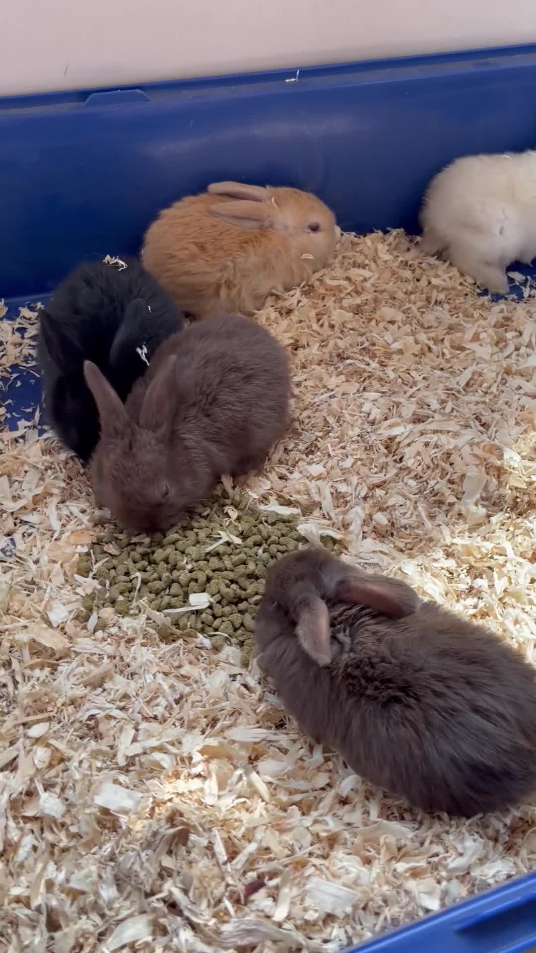 Dwarf Lop rabbits for sale: Mixed litter of dwarf lop bunnies  - Video 2