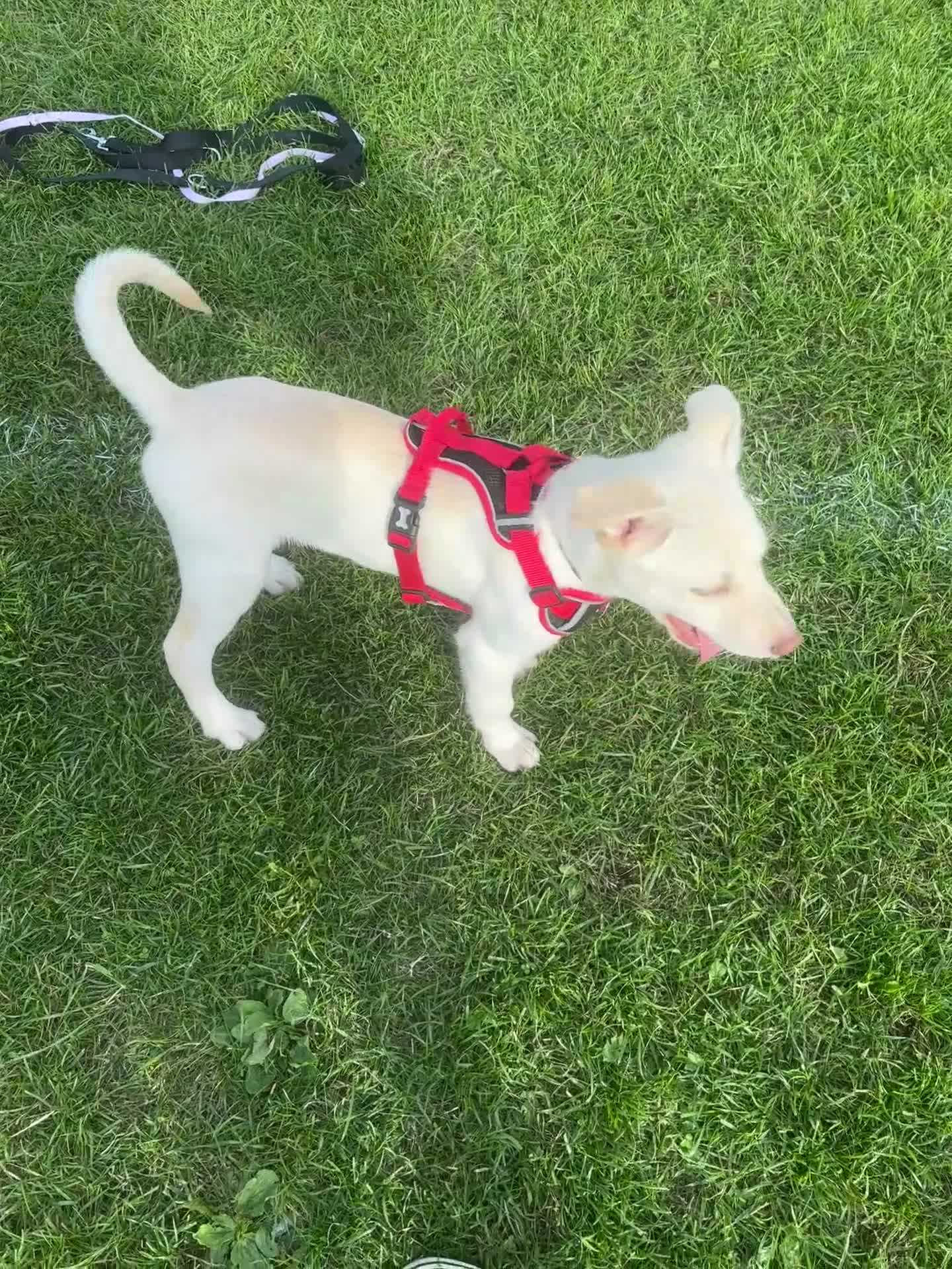 Mixed Breed dogs for sale: Labrador Husky - Video 1