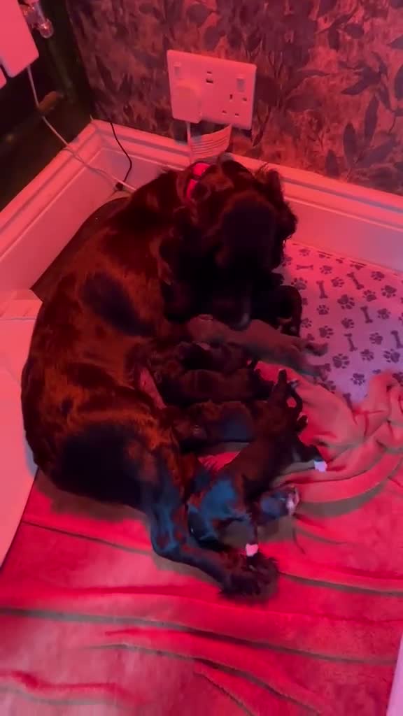 Cocker Spaniel dogs for sale: Top Quality KC  Working Cocker Spaniel puppies  in Cardiff - Video 1