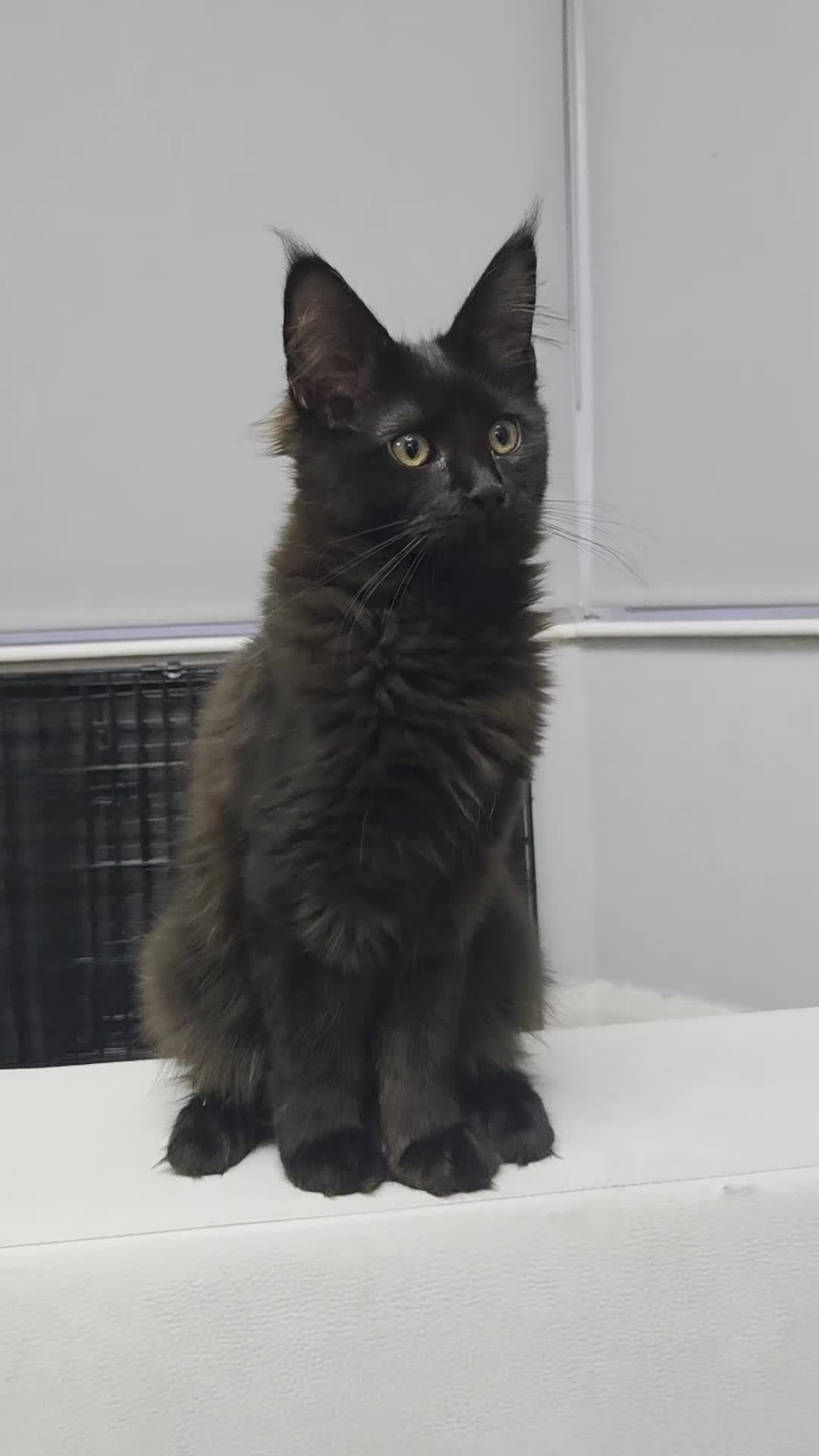 Maine Coon cats for sale: 2 kittens left XL Maine Coon TICA registered  - Video 4