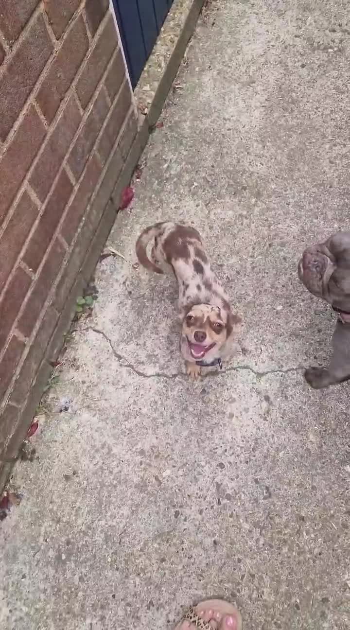 Chiweenie dogs for sale: Beautiful Miniature Dachshund x Chihuahua  - Video 1