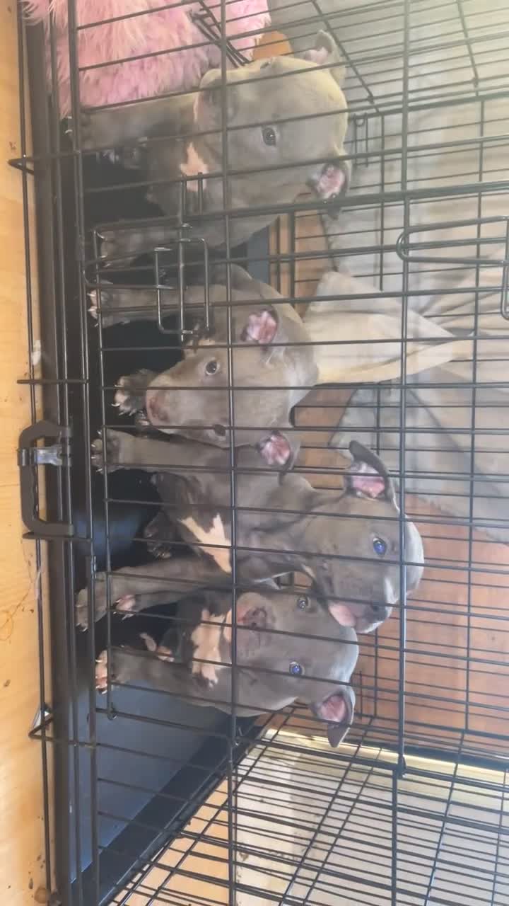 Miniature Bull terrier dogs for sale:  ✨ONLY 2 GIRLS LEFT✨£600 ONO✨ - Video 2
