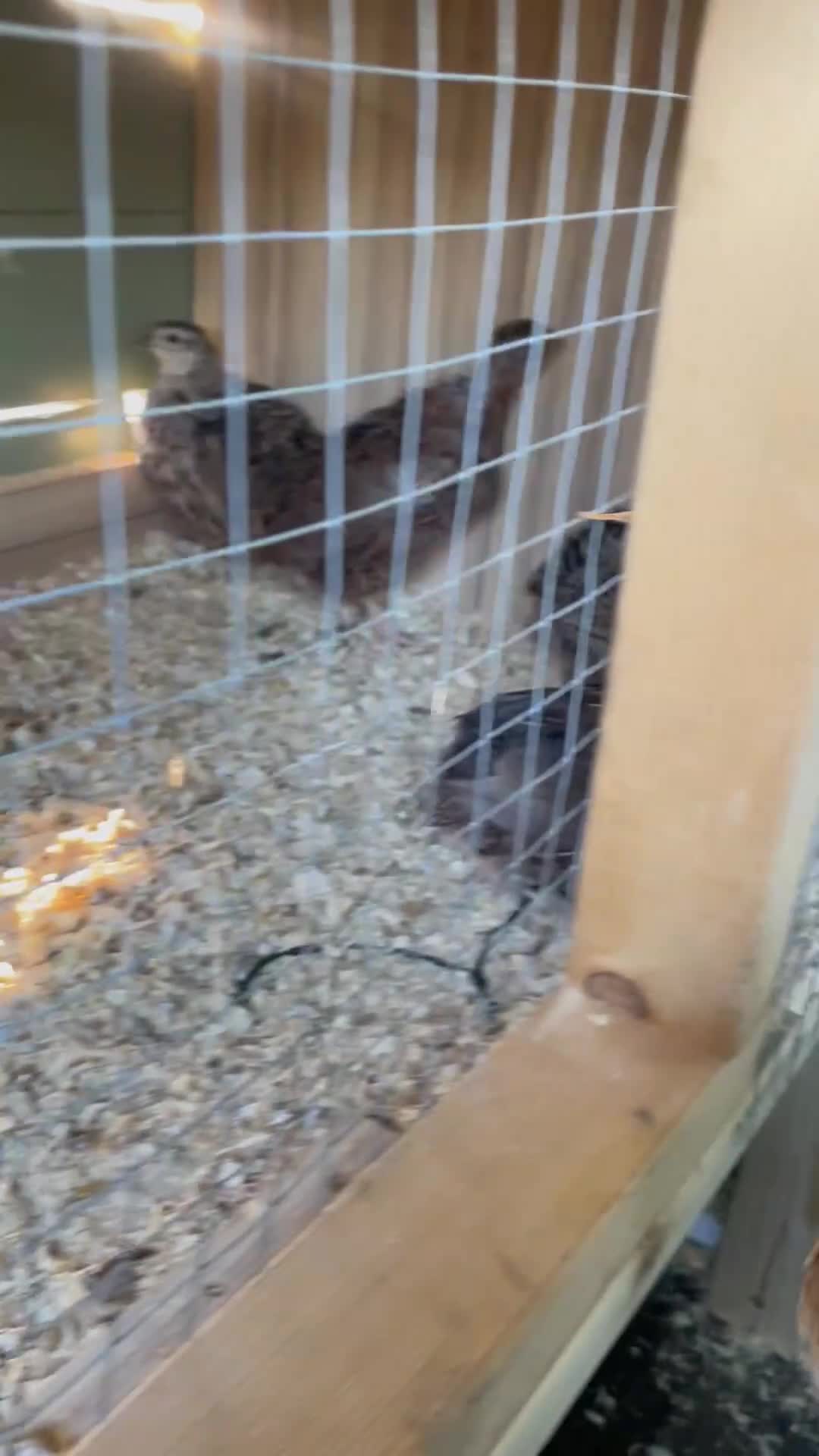 Quail poultry for sale: Male quail for rehoming  in Dover - Video 1