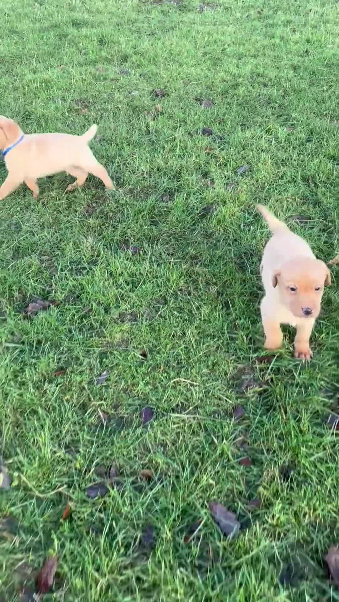Labrador Retriever dogs for sale: KC Registered Litter of 9 fox red Labrador Puppies - Video 2