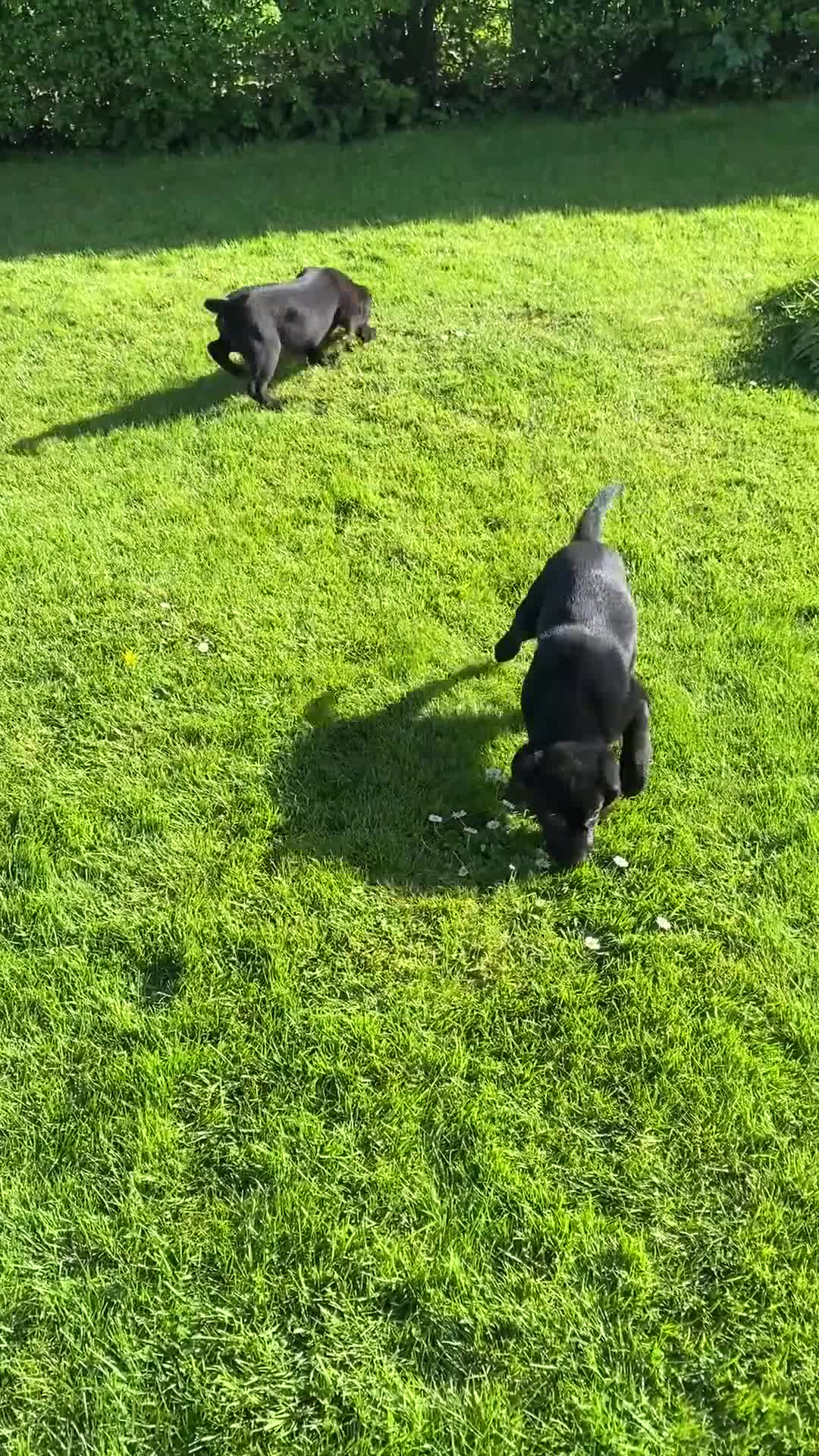 Labrador Retriever dogs for sale: KC Reg well bred Male puppies - Video 2