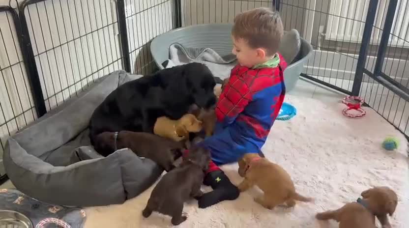 Cocker Spaniel dogs for sale: Kc reg cocker spaniels with 5 weeks insurance  - Video 1