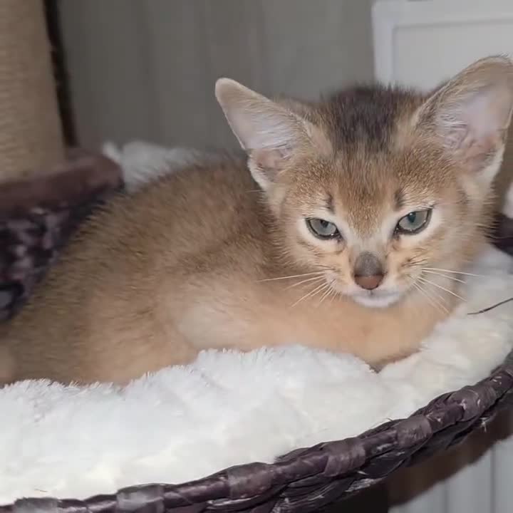 Abyssinian cats for sale: Rare colour beautiful Aby boys - Video 2