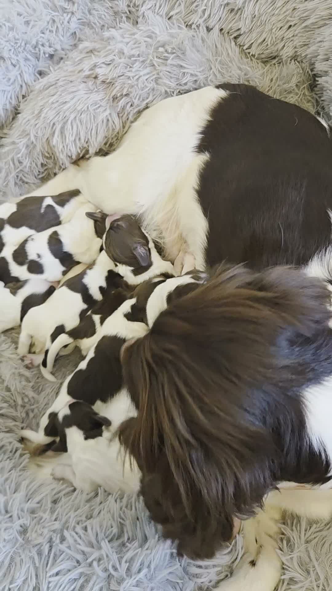 Sprocker dogs for sale: Sprocker puppies in Cowdenbeath - Video 2