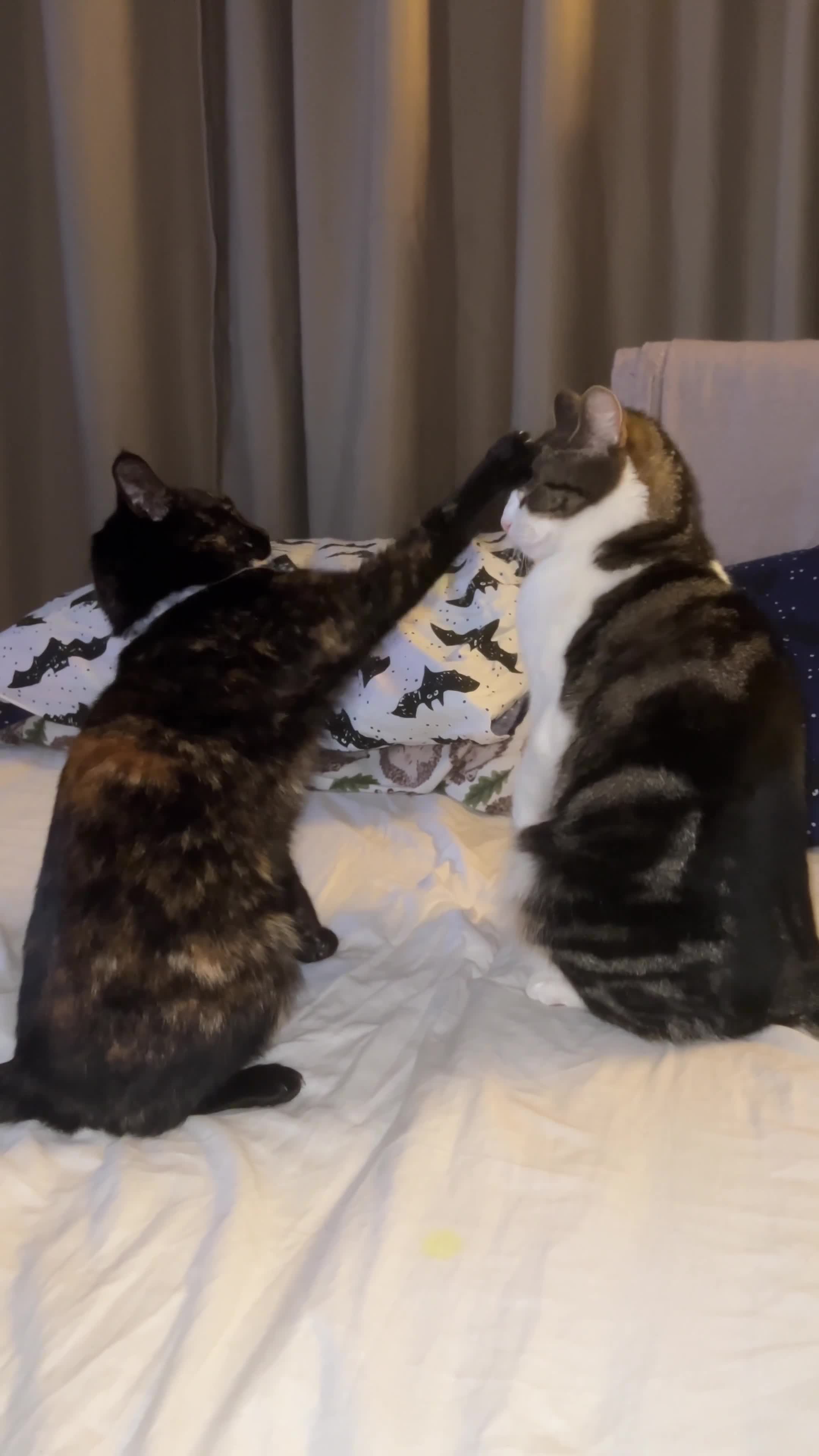 Domestic Shorthair cats for sale: Beautiful Tortoiseshell Domestic Shorthair Cat - Video 3