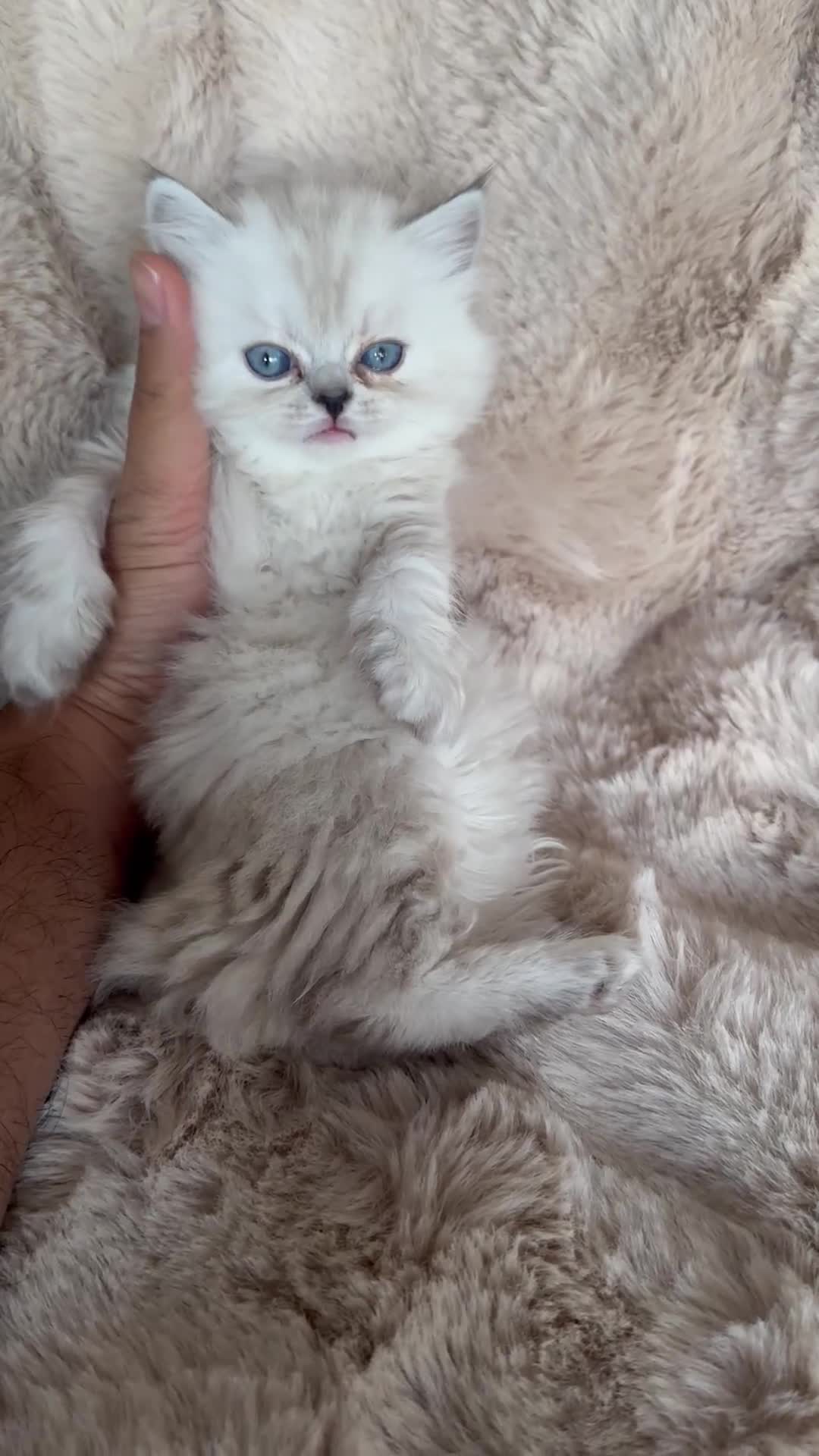 Persian cats for sale: 🐾 Beautiful Himalayan Persian Kittens 🐾 - Video 1