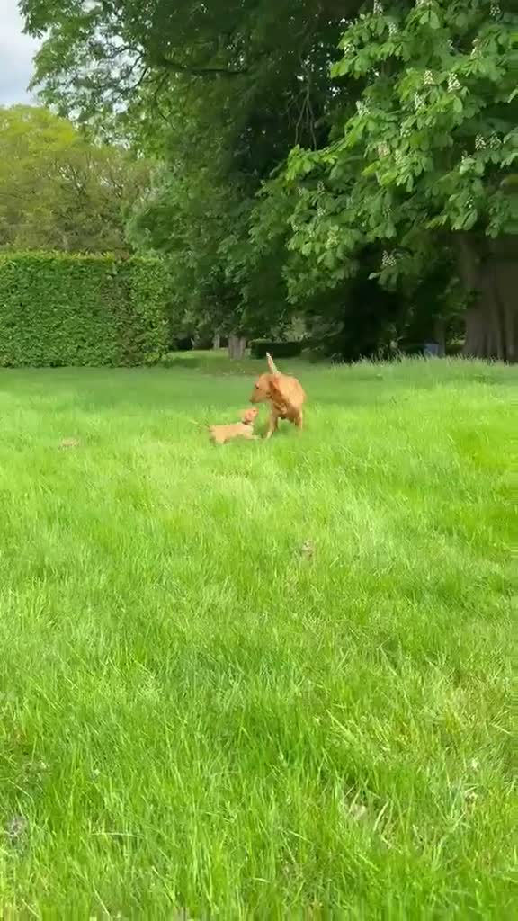 Labrador Retriever dogs for sale: 6 Month KC Registered Fox Red Working Labrador in Chelmsford - Video 2