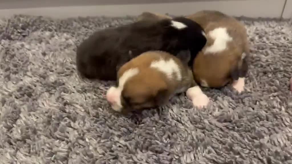 Welsh Corgi Pembroke dogs for sale: Kc pembroke corgi puppies - Video 1