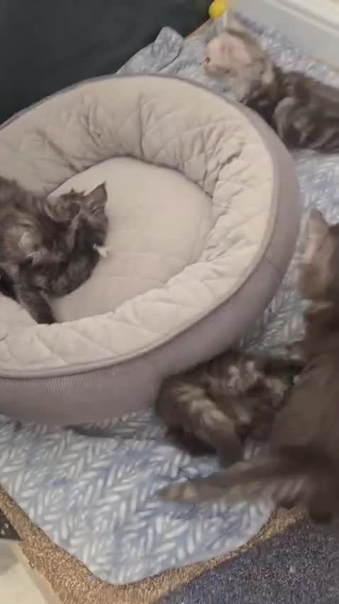 Maine Coon cats for sale: 4 Maine Coon kittens.  - Video 1