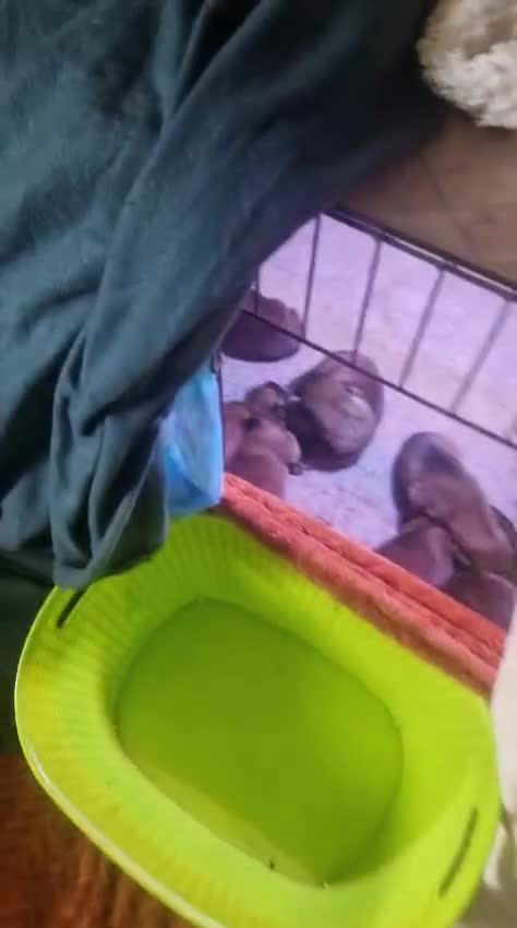 Belgian Shepherd Dog dogs for sale: 100% Belgian Malinois - Video 2