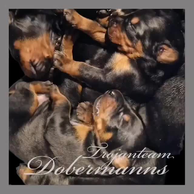 Dobermann dogs for sale: Top quality Dobermann puppies - Video 2