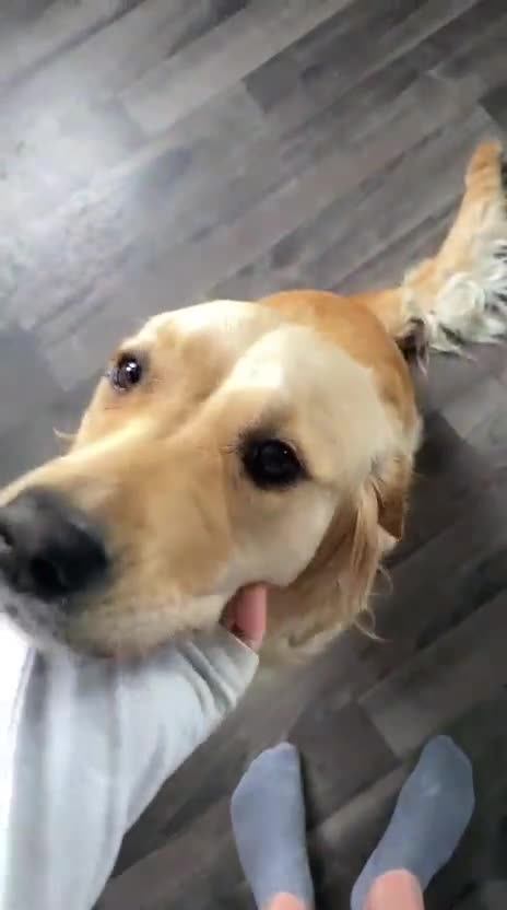 Golden Retriever dogs for sale: 6 beautiful golden retriever pups - Video 1