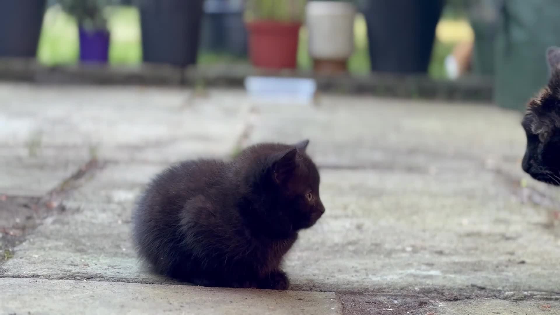 Mixed Breed cats for sale: Stunning Sheba female kitten - Video 4