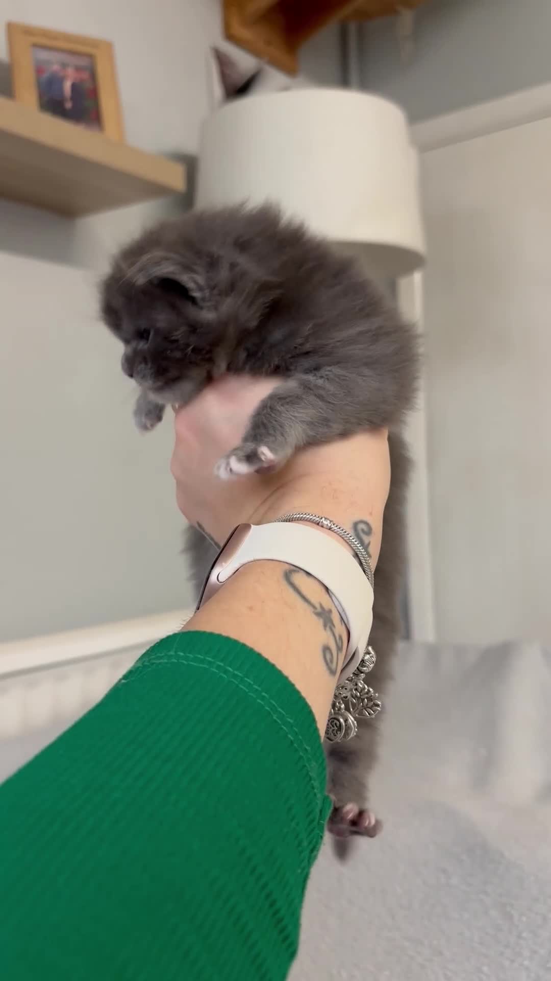 Maine Coon cats for sale: 🩷Beautiful Pedigree TICA Registered Maine Coons🩷 - Video 1