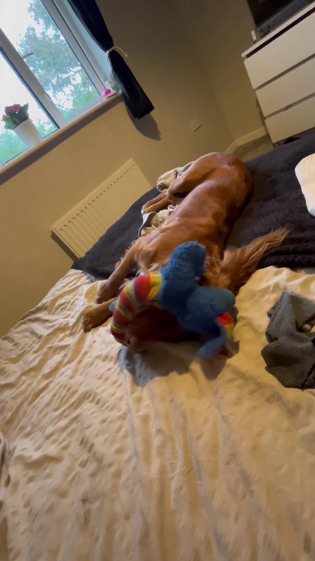 Cocker Spaniel dogs for stud: KC Beautiful red working cocker stud  - Video 1