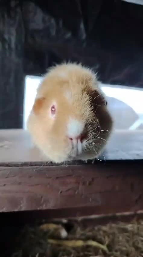 Guinea Pig rodents for sale: Gunipigs babies  - Video 2