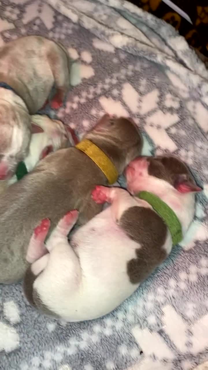 Olde English Bulldogge dogs for sale: Olde English Bulldogge litter in Walsall - Video 1