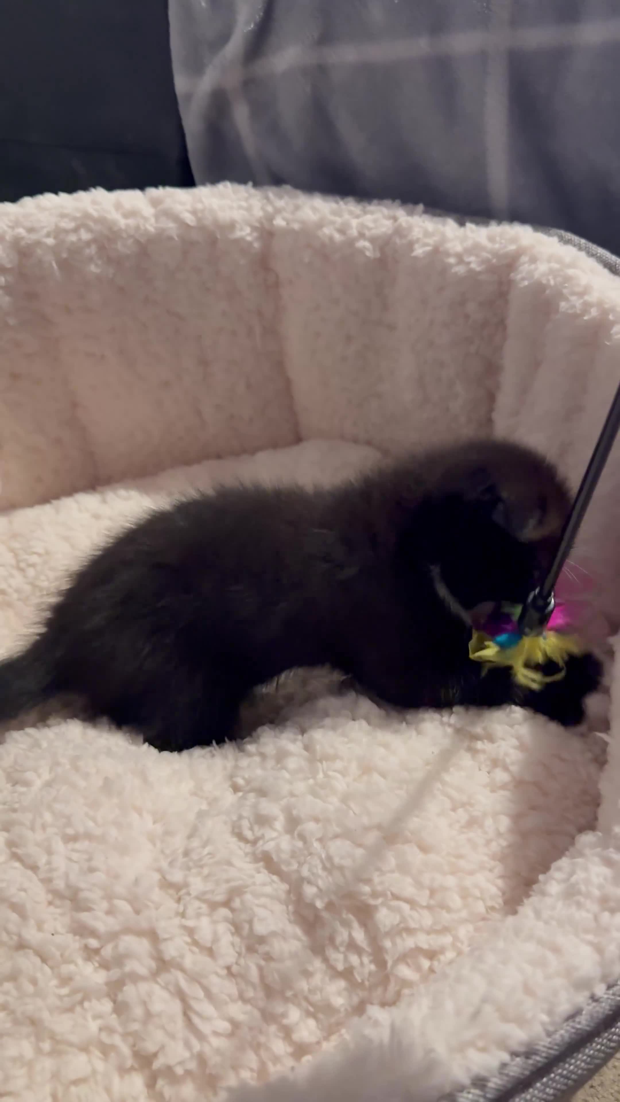 Mixed Breed cats for sale: 3 male kittens for sale  in Evesham - Video 1